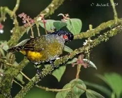 Black-and-yellow Silky-Flycatcher (Phainoptila melanoxantha) female