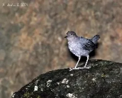 American Dipper (Cinclus mexicanus)