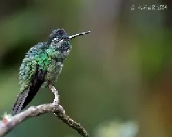 Magnificent Hummingbird (Eugenes fulgens)