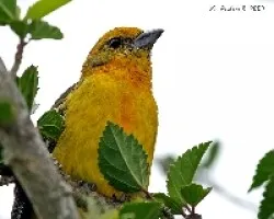 Flame-colored Tanager (Piranga bidentata) female