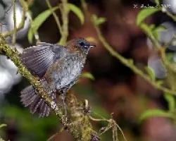 Catharus gracilirostris