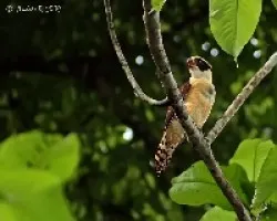 Herpetotheres cachinnans