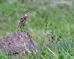 Eastern Meadowlark (Sturnella magna)