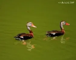 Black-bellied Whistling-Duck (Dendrocygna autumnalis)