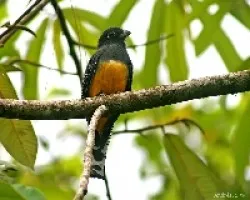 Violaceous Trogon (Trogon violaceus)