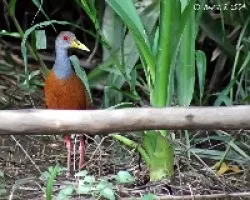 Gray-necked Wood-Rail (Aramides cajanea)