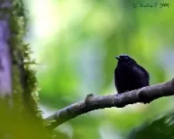 Lepidothrix coronata