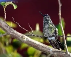 Magnificent Hummingbird (Eugenes fulgens)