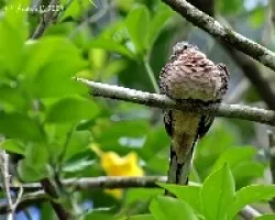 Inca Dove (Columbina inca)
