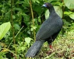 Black Guan (Chamaepetes unicolor)