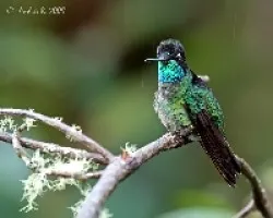 Magnificent Hummingbird (Eugenes fulgens)