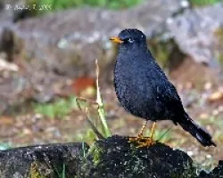 Turdus nigrescens