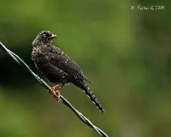 Turdus nigrescens