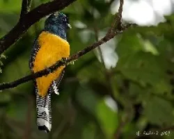 Trogon rufus