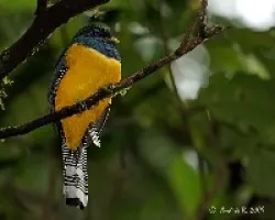 Trogon rufus