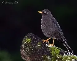 Turdus nigrescens
