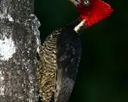 Campephilus guatemalensis
