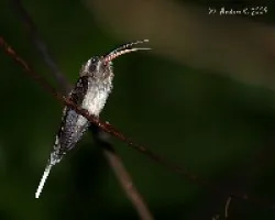 Phaethornis longirostris