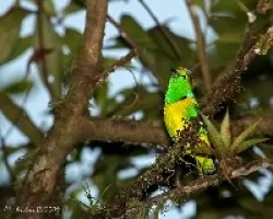 Chlorophonia callophrys