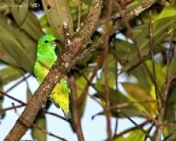 Chlorophonia callophrys