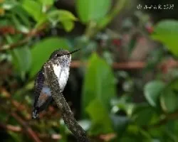 Selasphorus flammula