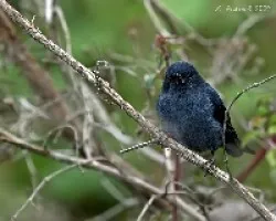 Diglossa plumbea