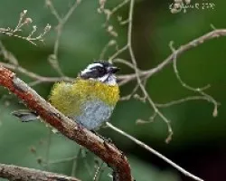 Chlorospingus pileatus