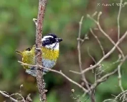 Chlorospingus pileatus