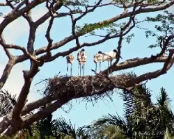 Jabiru mycteria