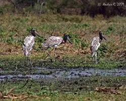 Jabiru mycteria