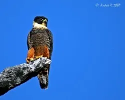 Falco rufigularis