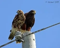 Parabuteo unicinctus