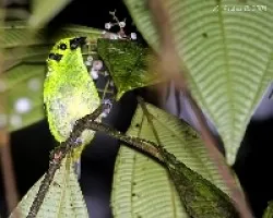 Tangara florida