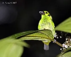 Tangara florida