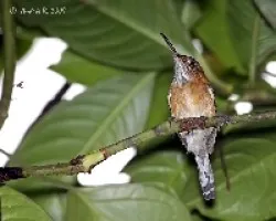 Ramphocaenus melanurus