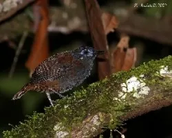 Myrmeciza exsul