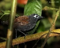 Myrmeciza exsul