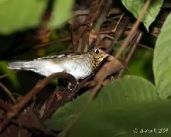 Catharus ustulatus