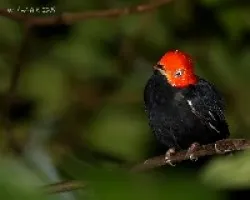Pipra mentalis