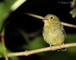 Pipra mentalis