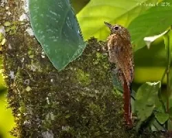 Glyphorhynchus spirurus