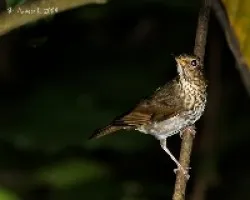 Catharus minimus