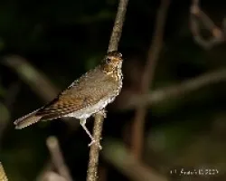 Catharus minimus