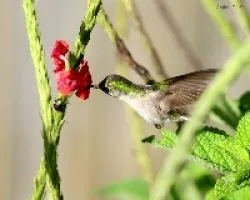 Microchera albocoronata