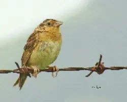 Grasshopper Sparrow