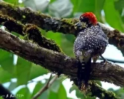 Melanerpes pucherani