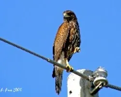Harris`s Hawk (Parabuteo unicinctus)