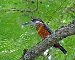 Ringed Kingfisher female