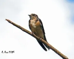 Hirundo rustica