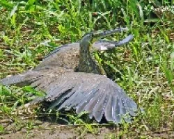 Bare-throated Tiger-heron
